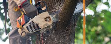 Best Arborist Consultation Services  in Woodville, TX