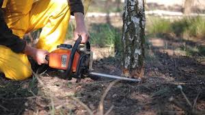 Best Tree Disease Treatment  in Woodville, TX