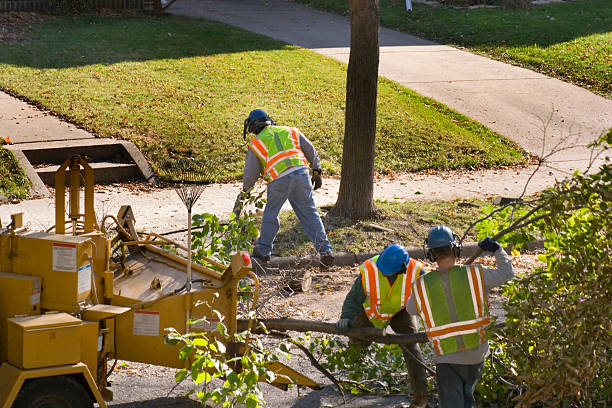 Best Tree Maintenance Programs  in Woodville, TX
