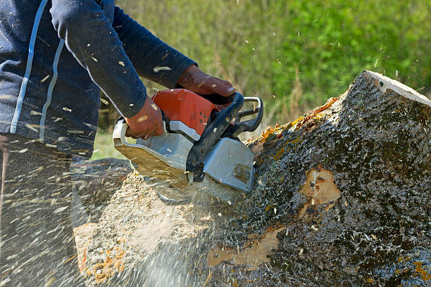 Best Emergency Tree Removal  in Woodville, TX
